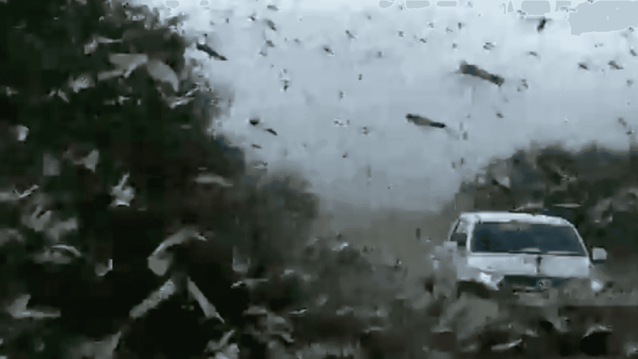 Imagen de ¡Apocalíptico! Captan en videos una plaga de langostas en Argentina