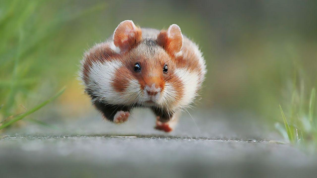 Imagen de Las 3 nuevas especies que entraron a la lista roja de animales en peligro de extinción