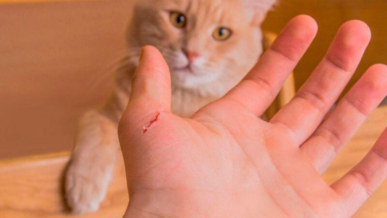 Imagen Principal de Nota: Estas son las enfermedades que puede provocar el arañazo de un gato