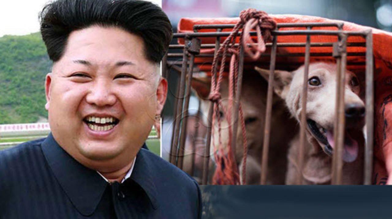 Imagen de Ante la escasez de comida, Kim Jong-un ofrece arroz a cambio de perros para consumo humano y abastecer mercados