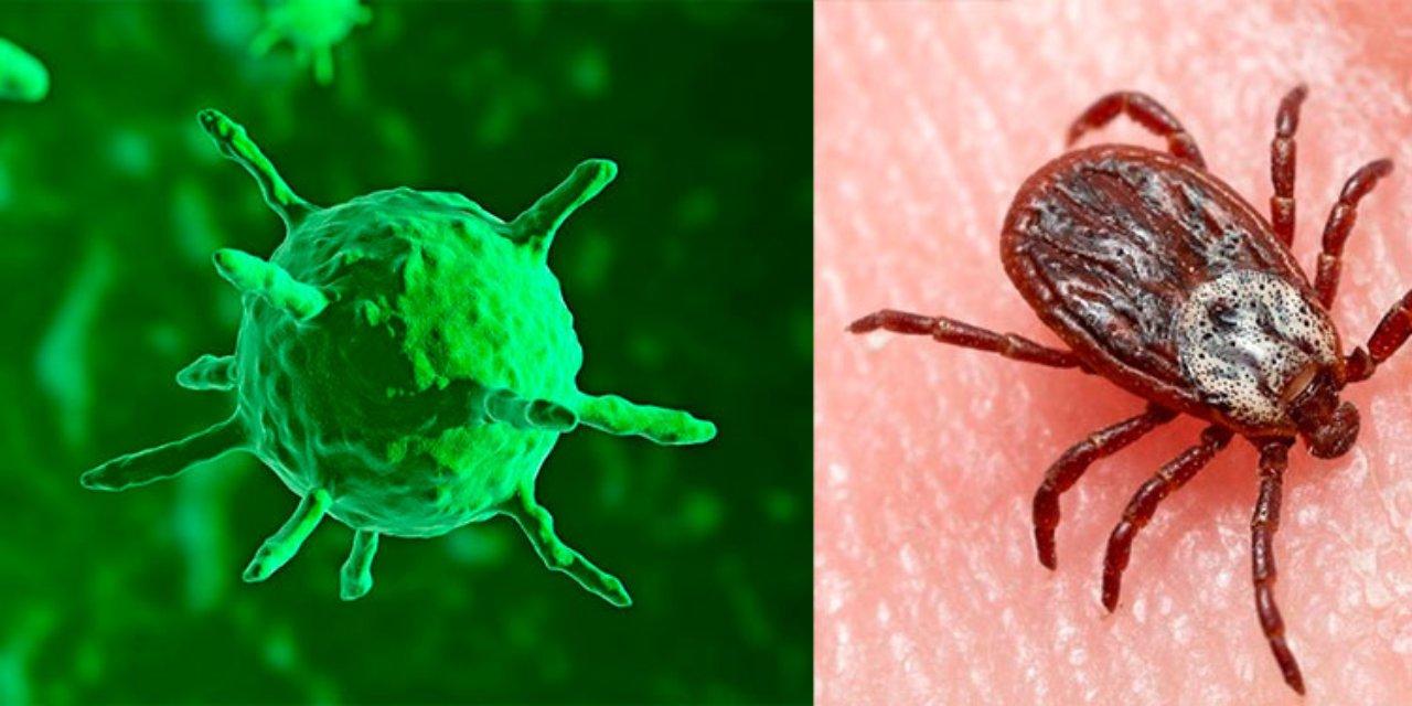 Imagen de Alerta mundial: Qué es el bunyavirus, el nuevo virus mortal que reapareció en China