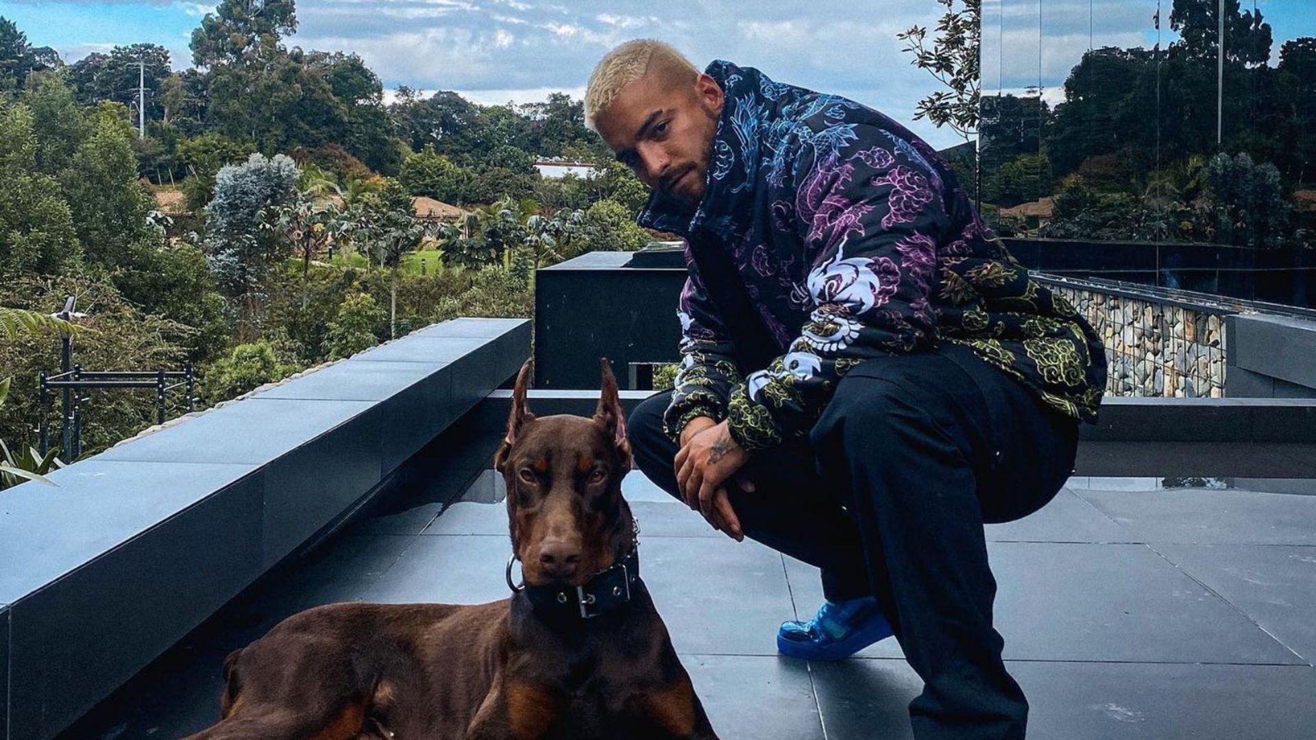 Imagen Principal de Nota: ¿Lo desfiguró? 'Buda', el perro dóberman de  Maluma lo mordió en el rostro