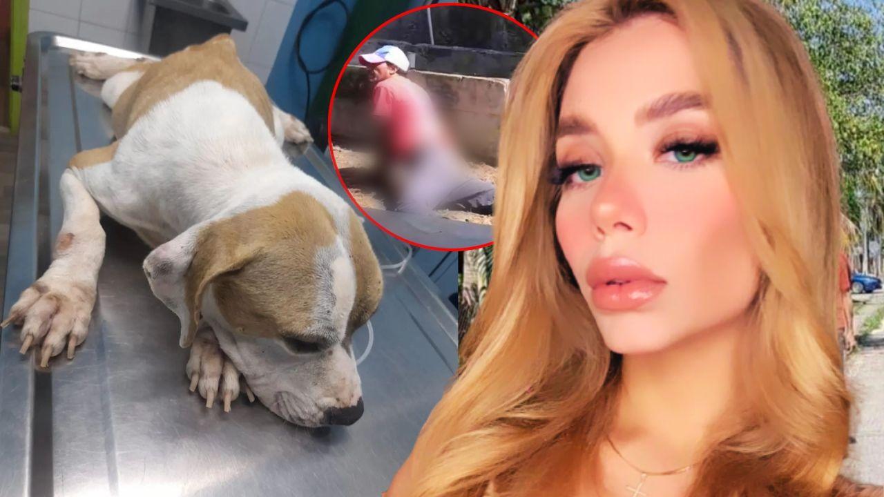 Imagen Principal de Nota: '¡Qué indignante!': Jennifer Fúnes reacciona al abuso sexual de perrita en Puerto Cortés
