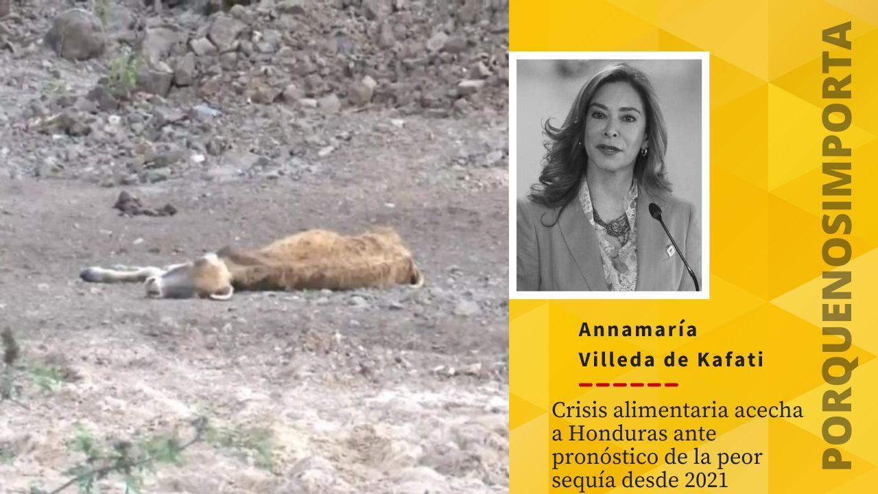 Imagen de Crisis alimentaria acecha a Honduras ante pronóstico de la peor sequía