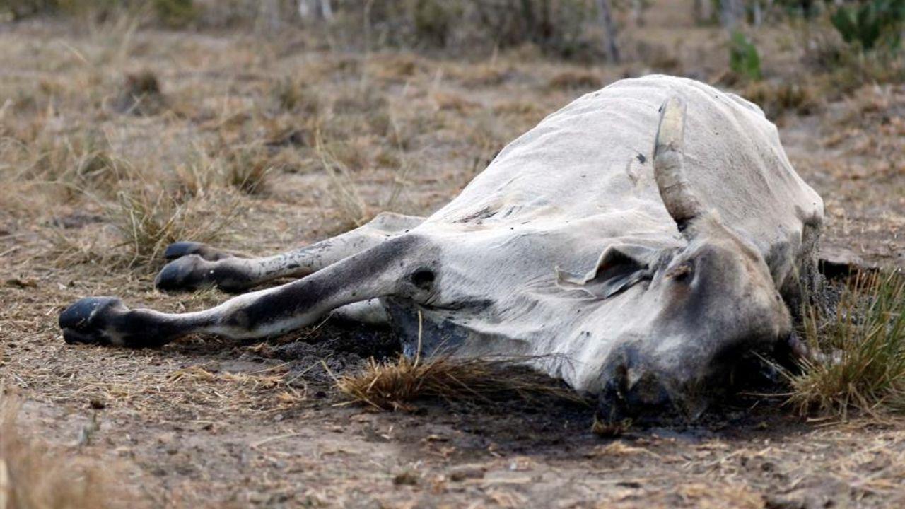 Imagen Principal de Nota: SAG confirma focos de mortal rabia bovina en Ilama, Santa Bárbara
