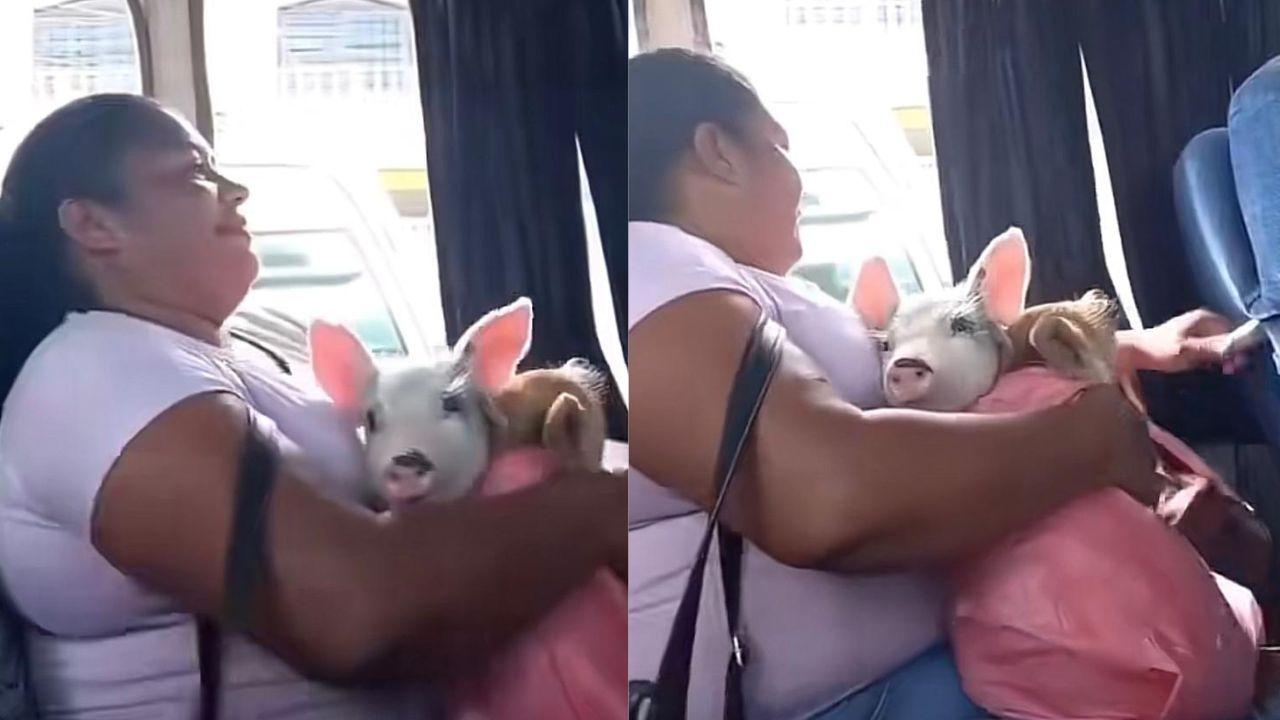 Imagen de Hondureña es captada con sus cerditos en bus