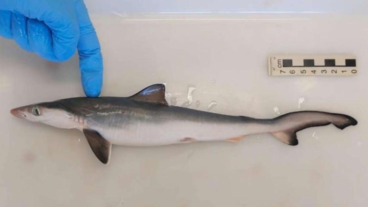 Imagen Principal de Nota: Tiburones pequeños en Brasil dan positivo a cocaína