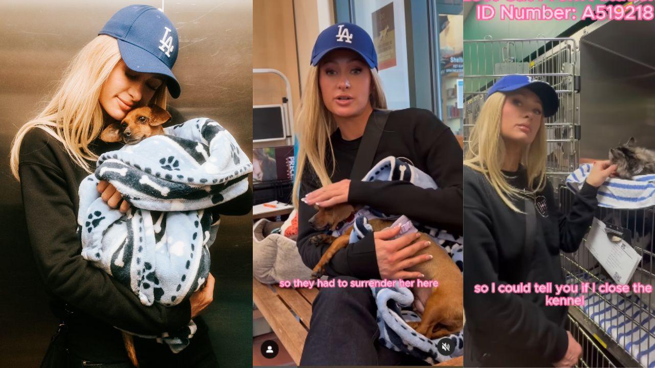 Imagen de Paris Hilton lidera rescate animal tras los incendios en Los Ángeles