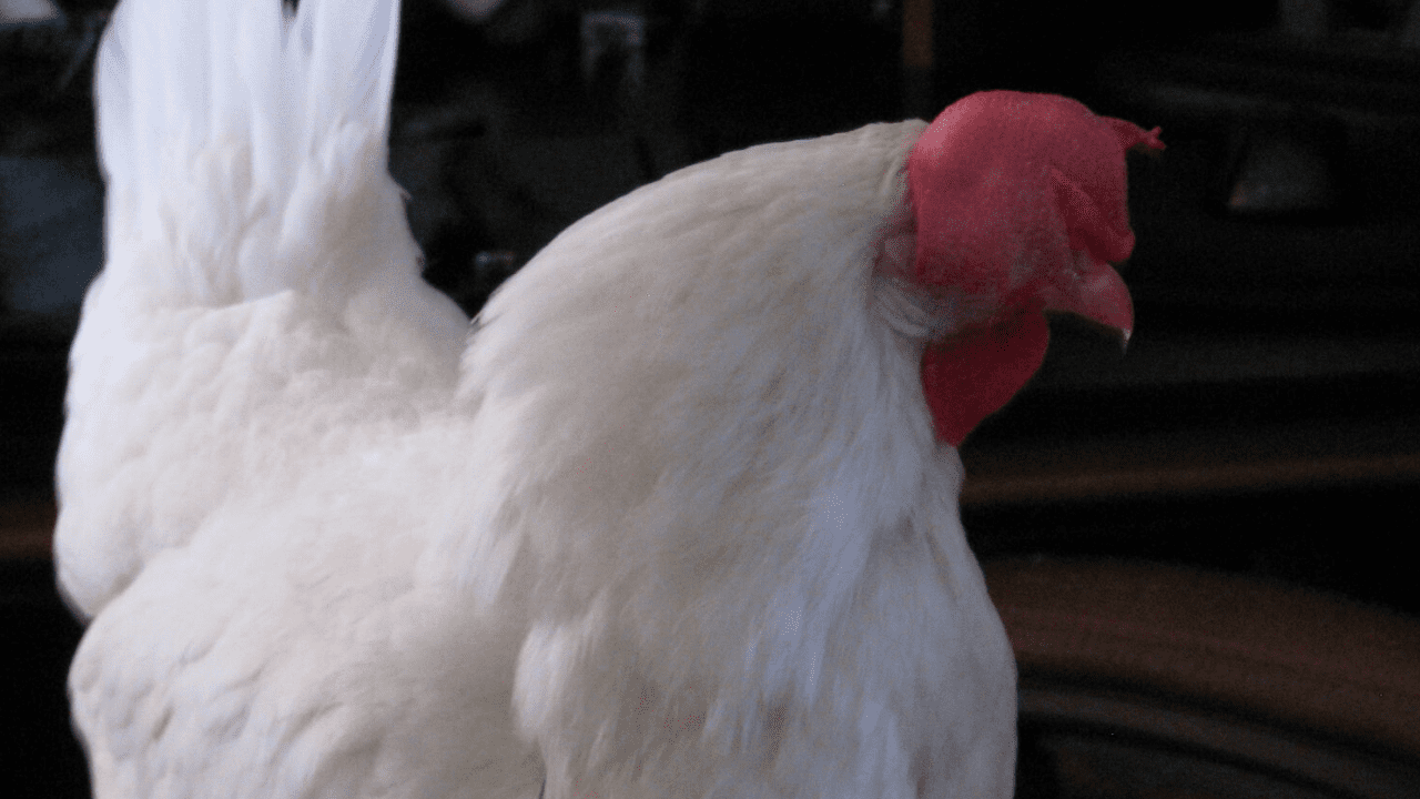 Imagen de ¡Insólito! Gallina con brazos desata la locura en redes sociales