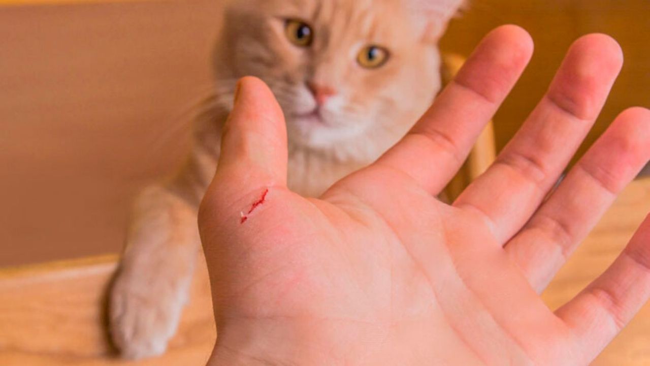 Imagen Principal de Nota: Estas son las enfermedades que puede provocar el arañazo de un gato