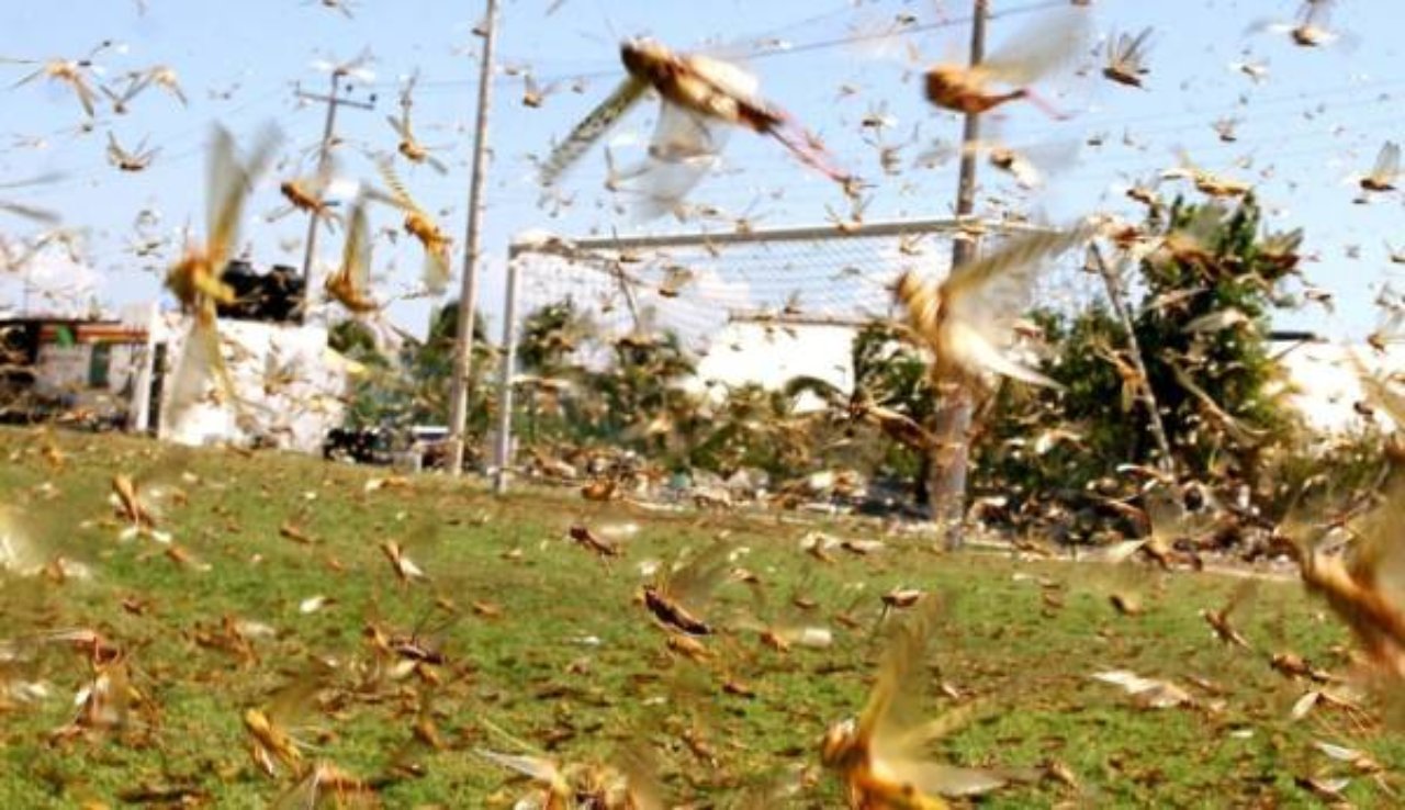 Imagen de Honduras en alerta ante posible llegada de plaga de langostas devoradoras de cultivos