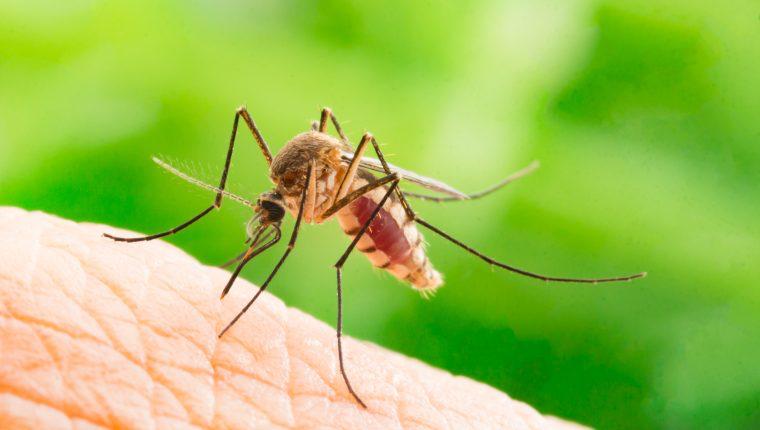 Imagen de ¿Por qué de las miles de especies, los mosquitos prefieren a los seres humanos para picarlos?