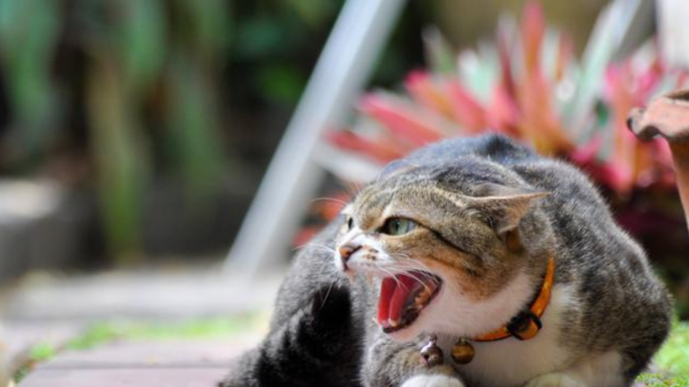 Imagen Principal de Nota: Conozca la enfermedad que puede transmitir un gato con un solo arañazo