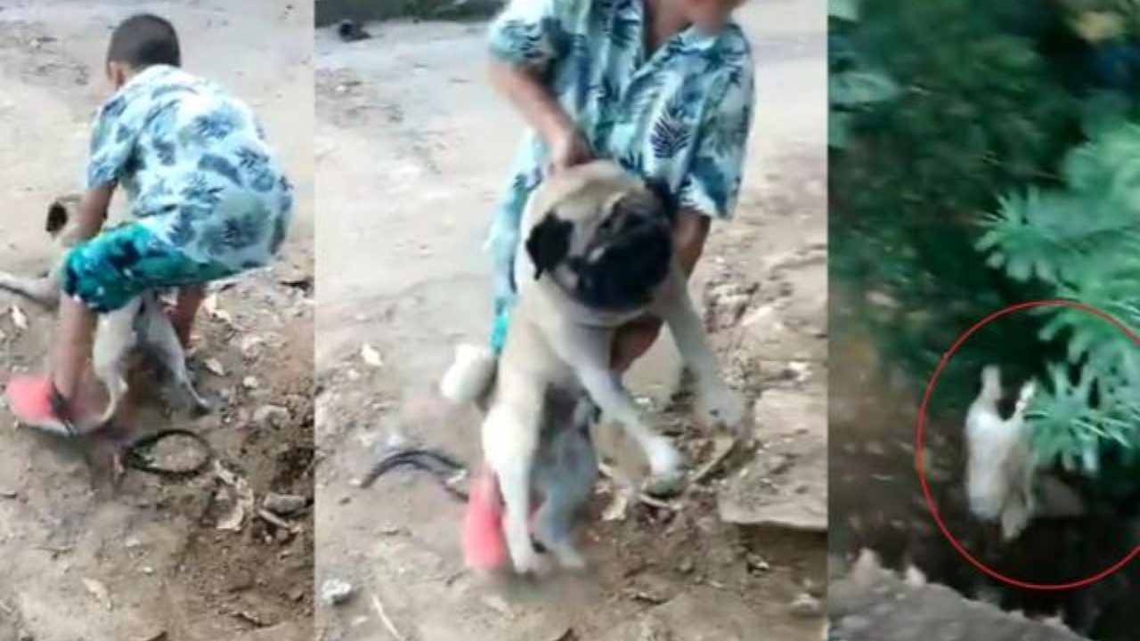 Imagen Principal de Nota: Niño lanza a un perrito por un abismo  en Colombia, el vídeo causa indignación en las redes