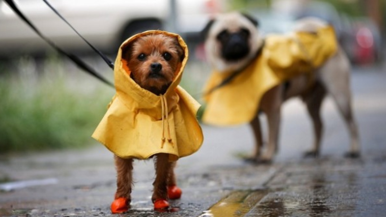 Imagen Principal de Nota: Así debes cuidar a tus mascotas en temporada de lluvia, según veterinario