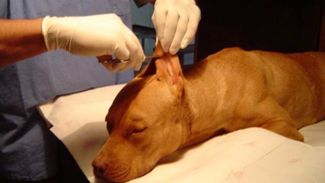 Imagen de ¿Cortar la cola y las orejas a los perros es maltrato animal?, esto dicen los expertos