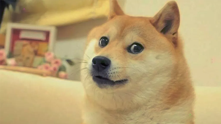 Doge meme de redes sociales