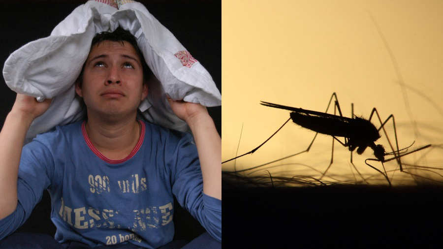 Imagen de ¿Sabías el por qué los mosquitos zumban en nuestros oídos?