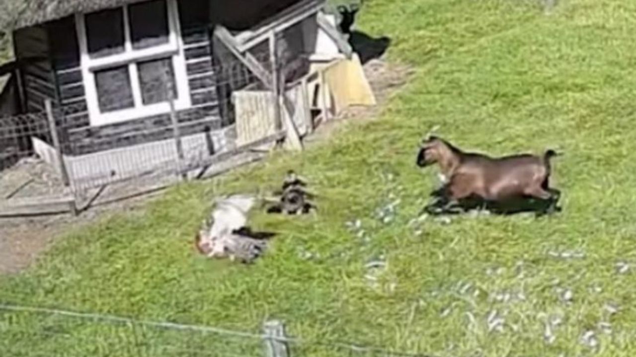 Imagen Principal de Nota: ¡Vídeo viral! Una cabra y un gallo salvaron a su amiga gallina de las garras de un gavilán