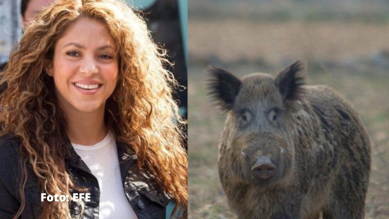 Imagen Principal de Nota: Shakira fue atacada por jabalíes y mostró en vídeo cómo quedaron sus pertenencias