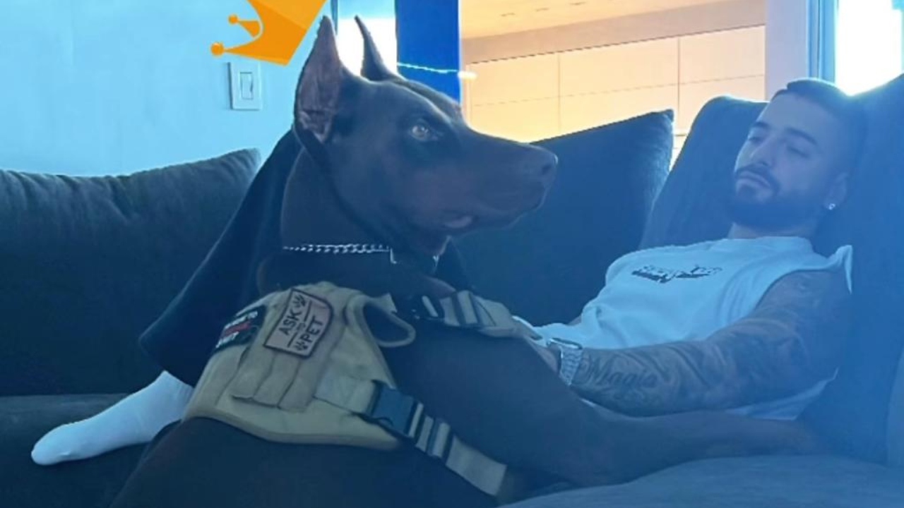 Imagen de Maluma fue atacado por su perro Buda  y queda con heridas en el rostro