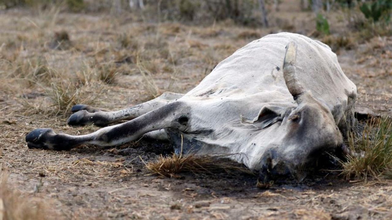 Imagen de SAG confirma focos de mortal rabia bovina en Ilama, Santa Bárbara