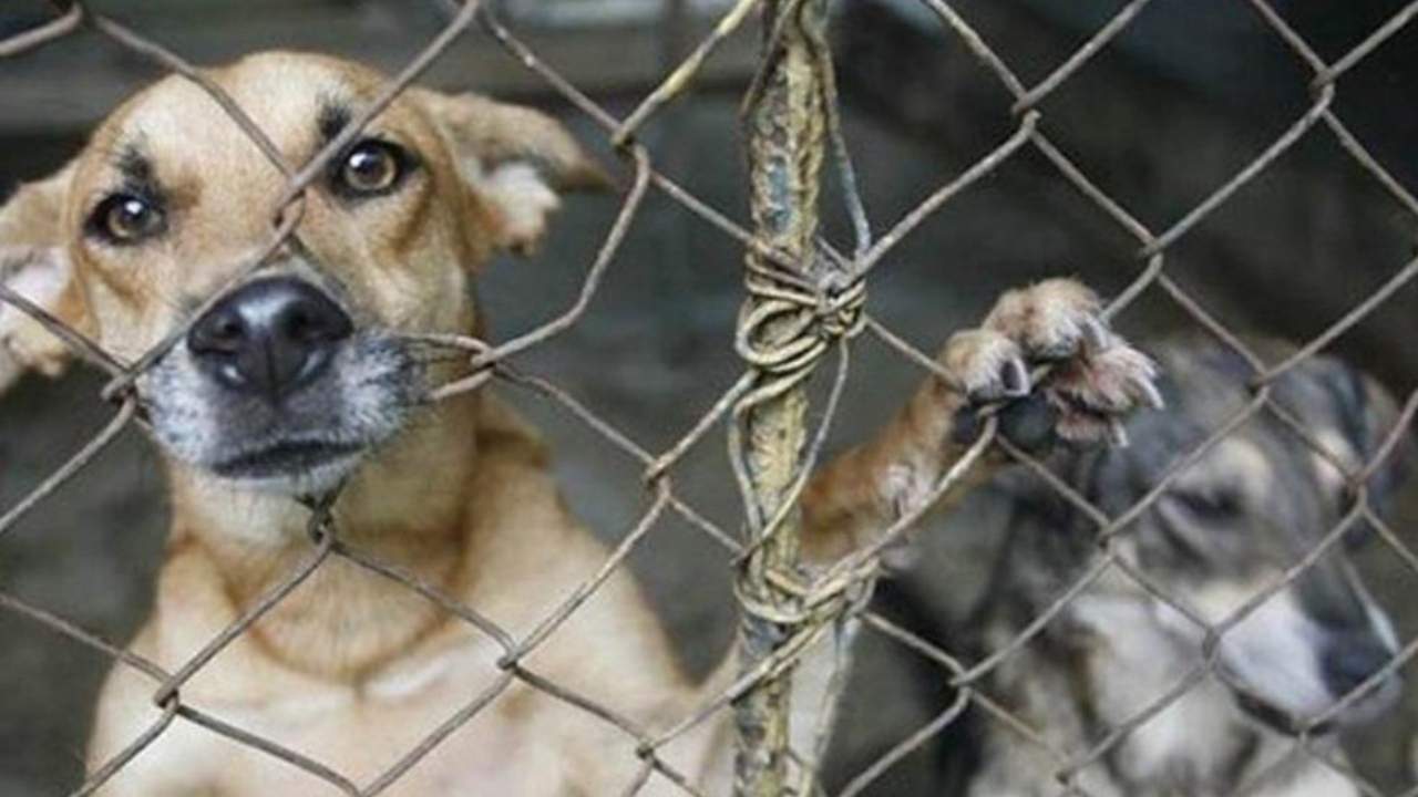Imagen Principal de Nota: Con miles de lempiras sancionarán a maltratadores de animales en el Distrito Central