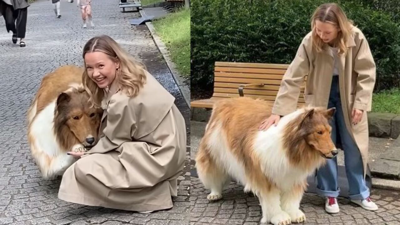 Imagen Principal de Nota: Hombre japonés da su primer paseo tras convertirse en un perro Collie