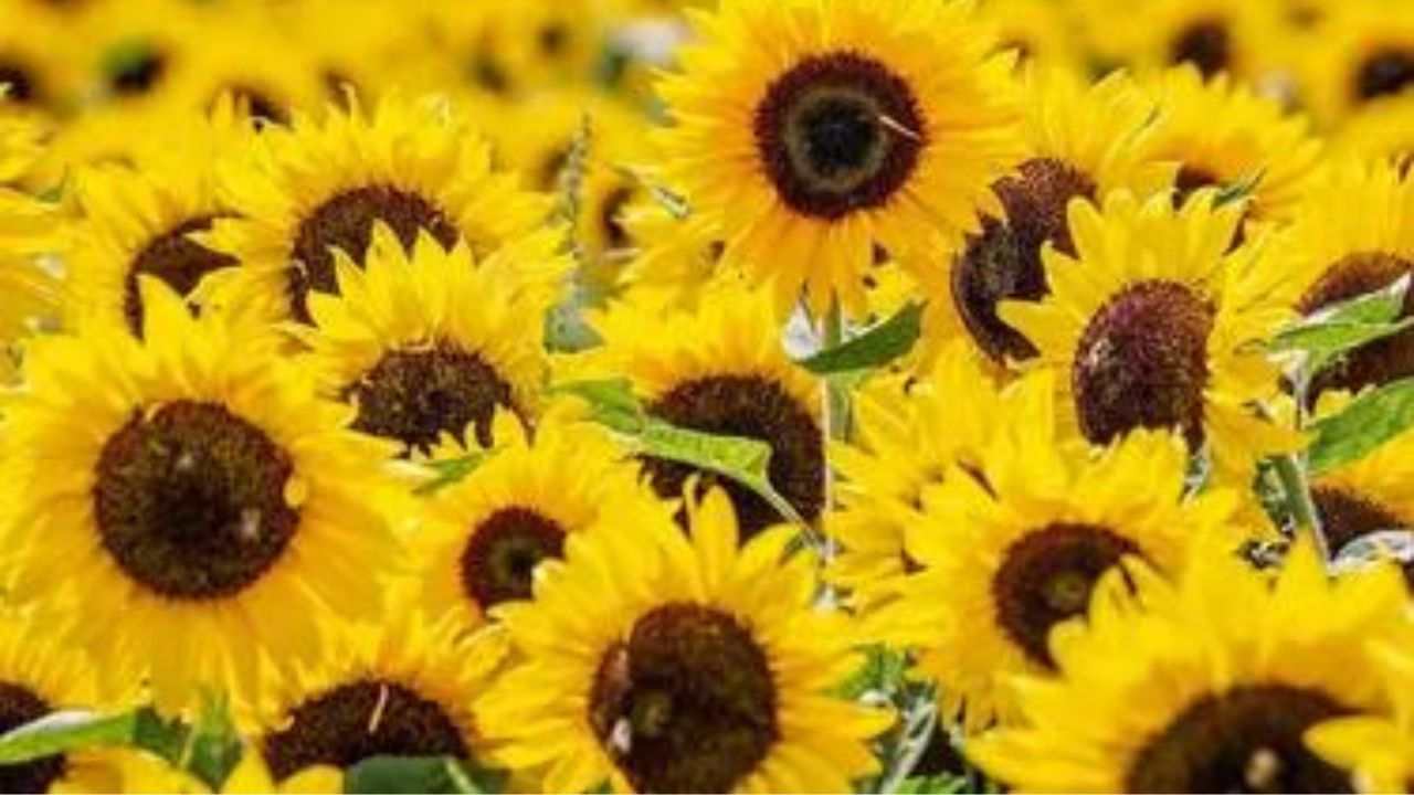 Imagen Principal de Nota: Flores Amarillas, el significado y la tendencia del 21 de septiembre