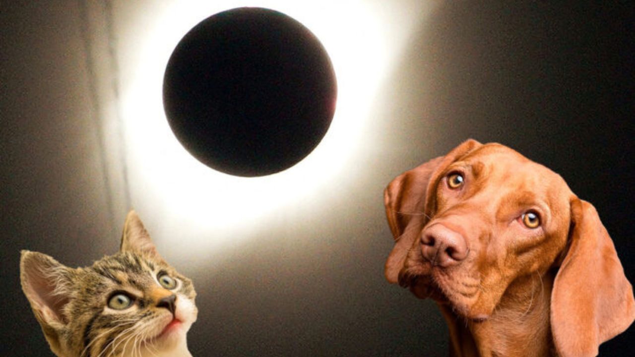 Imagen Principal de Nota: Eclipse solar: así puedes participar en experimento de la NASA y registrar el comportamiento de tus mascotas