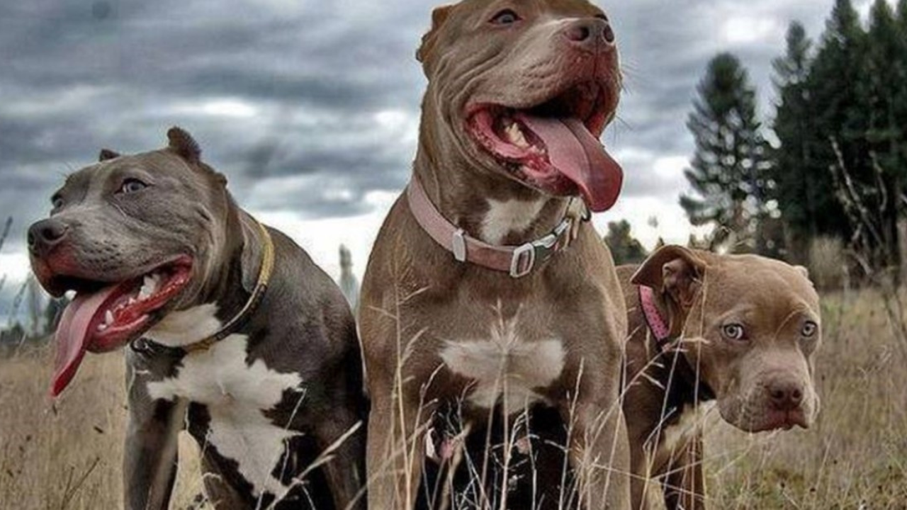 Imagen Principal de Nota: Perros pitbulls en Estados Unidos ¿ por qué los quieren eliminar ¿Prohibición o tenencia responsable?, descúbrelo aquí