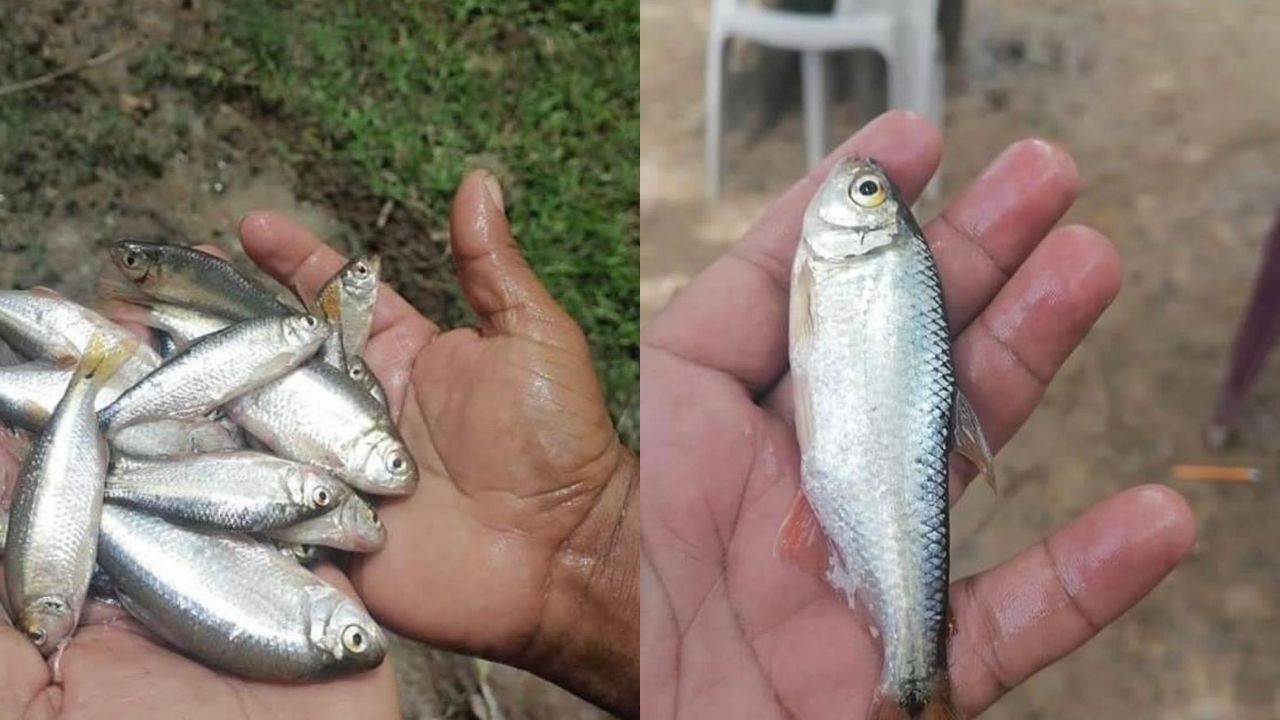 Imagen de Lluvia de peces en Honduras: la misteriosa bendición de Yoro