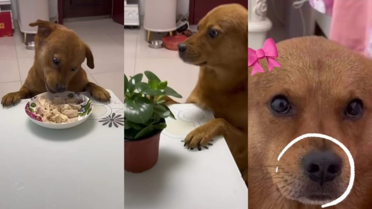 Imagen Principal de Nota: Xiaopang, el perrito famoso de internet que es culpable de todo