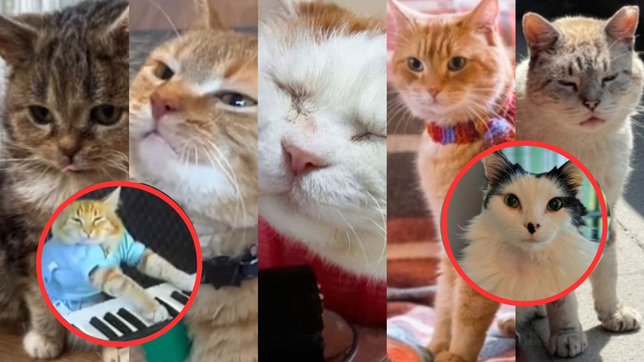 Imagen Principal de Nota: Gatos más famosos de internet que han muerto: conoce quiénes son
