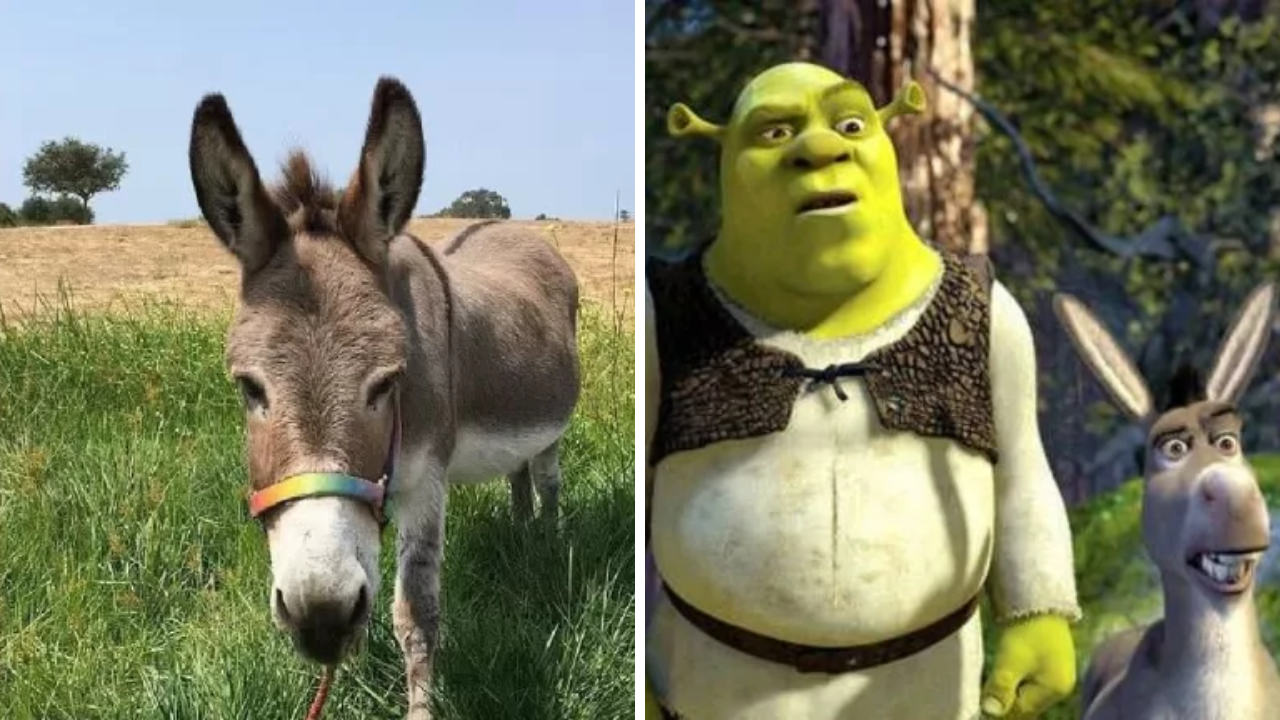 Imagen Principal de Nota: Fallece Perry, el burro que dio vida al personaje de Asno en 'Shrek'