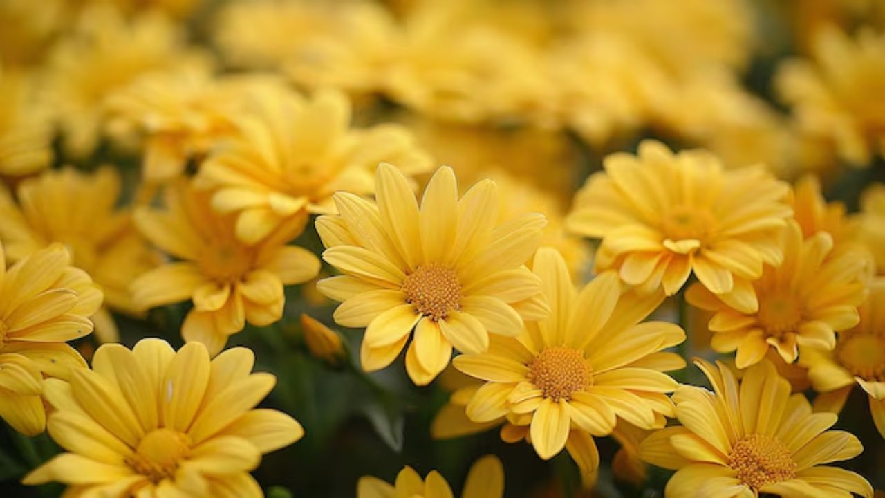 jardín con flores amarillas