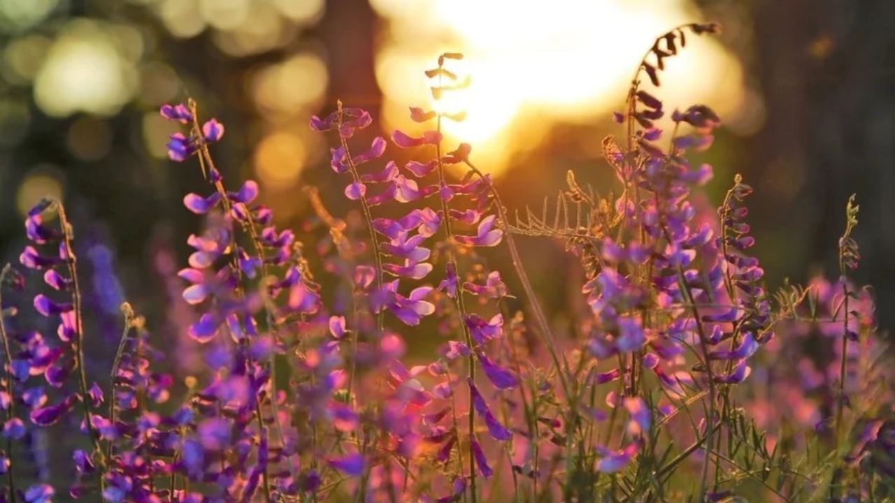 flores moradas durante la primavera