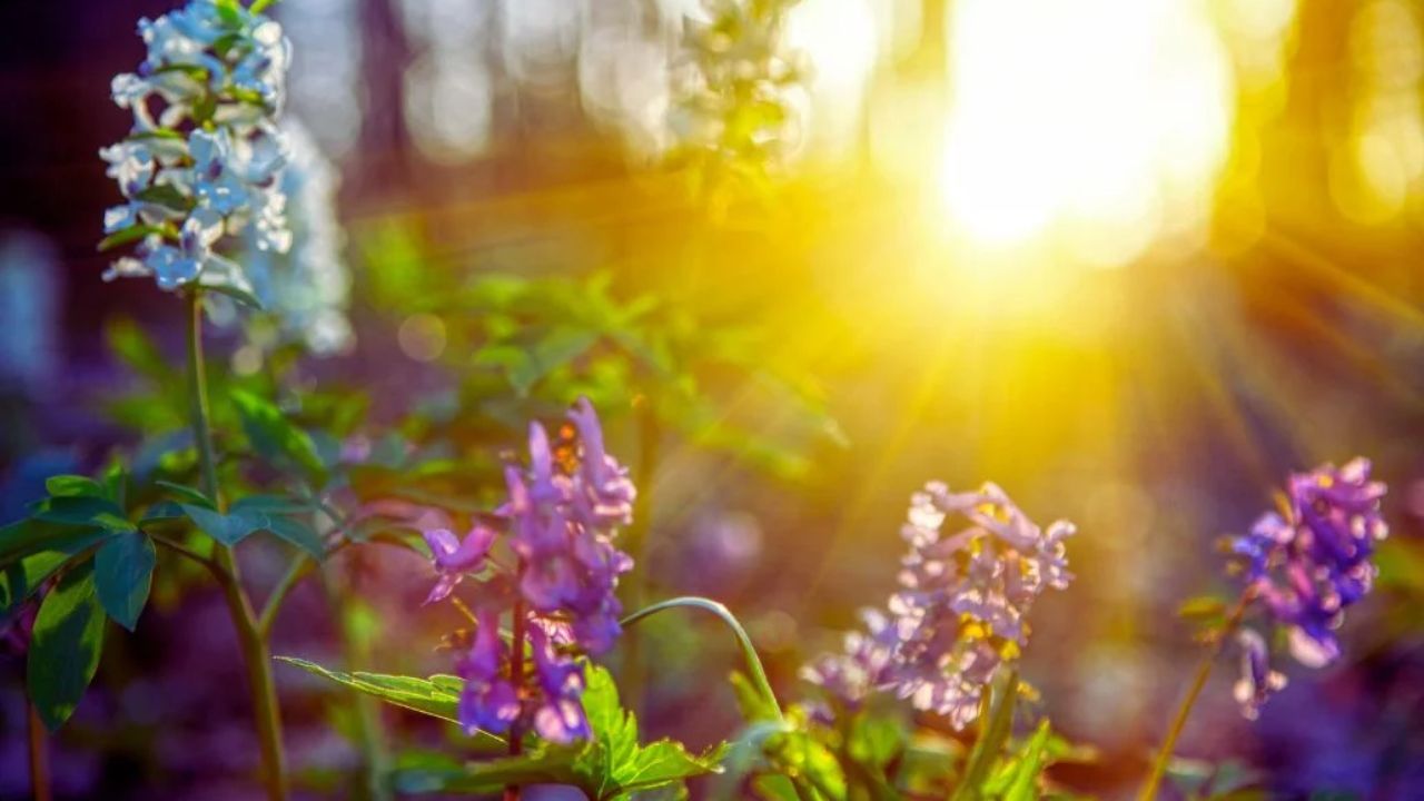 Imagen de Equinoccio de primavera 2025: fecha exacta y rituales para atraer buena energía