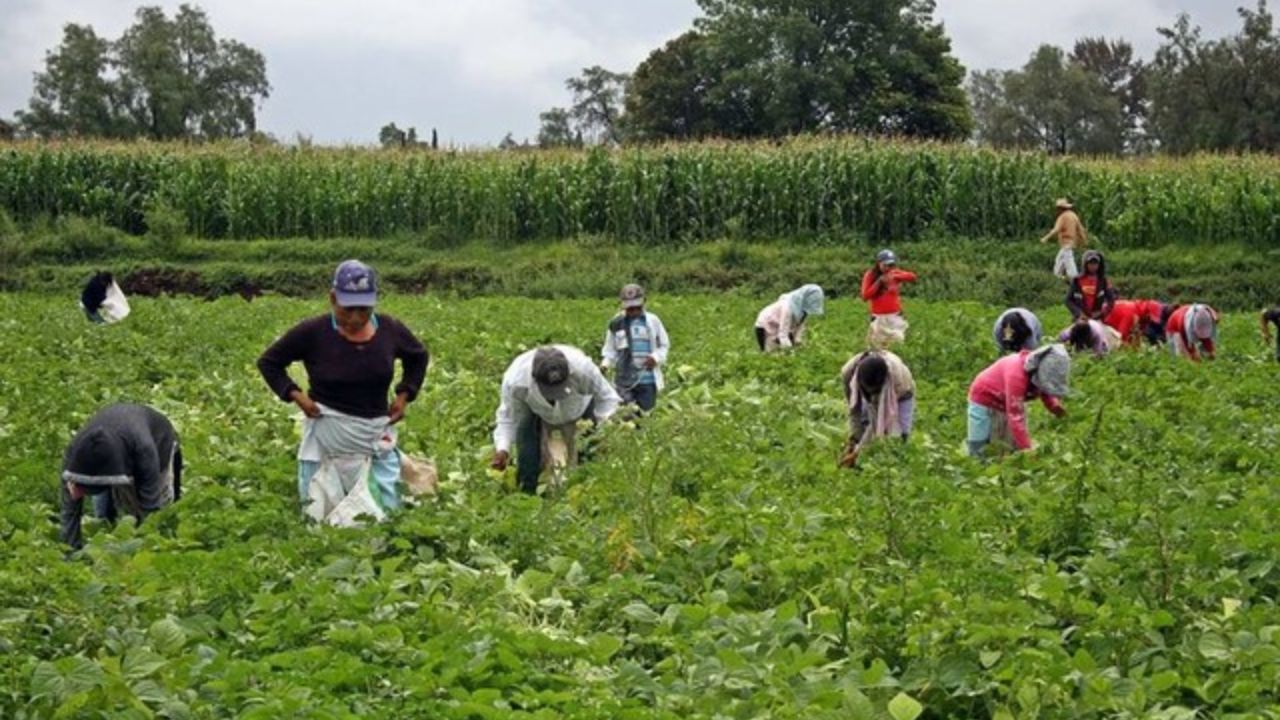 Imagen Principal de Nota: España busca trabajadores hondureños: descubre cómo postularte