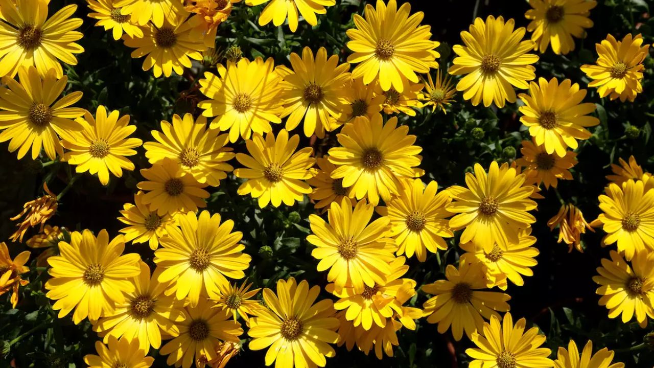 Imagen de ¡Flores amarillas! El verdadero significado y la razón por la que se regalan el 21M