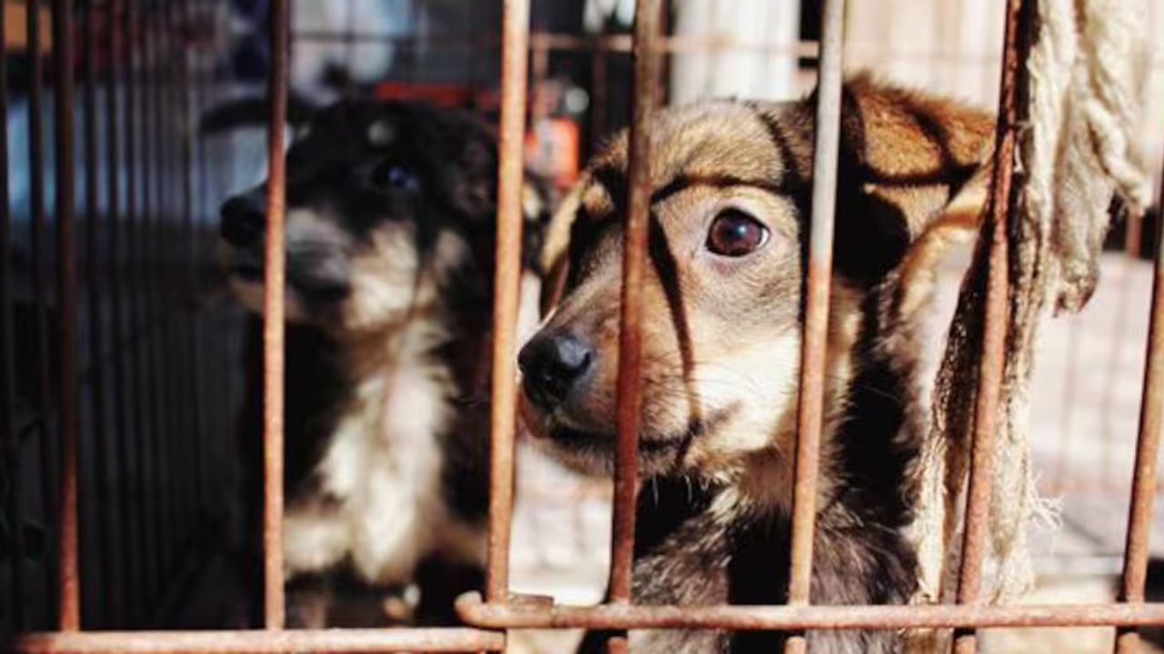 Imagen Principal de Nota: Honduras habilita la línea 100 para reportar casos de maltrato animal