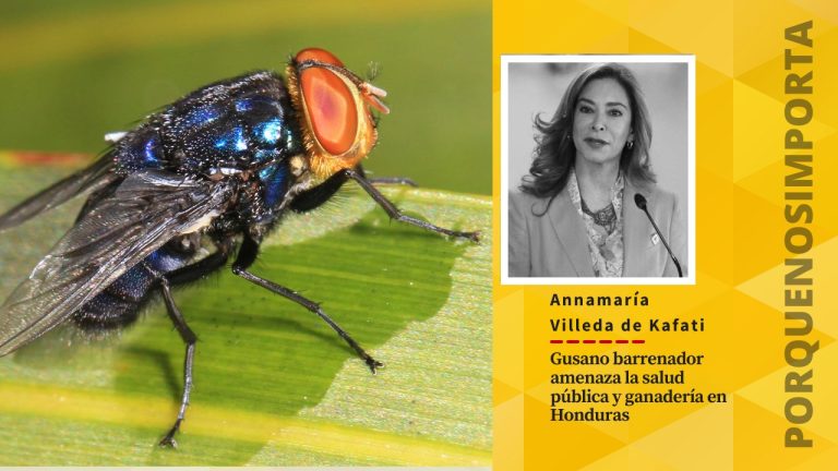 Imagen Principal de Nota: Gusano barrenador amenaza la salud pública y ganadería en Honduras