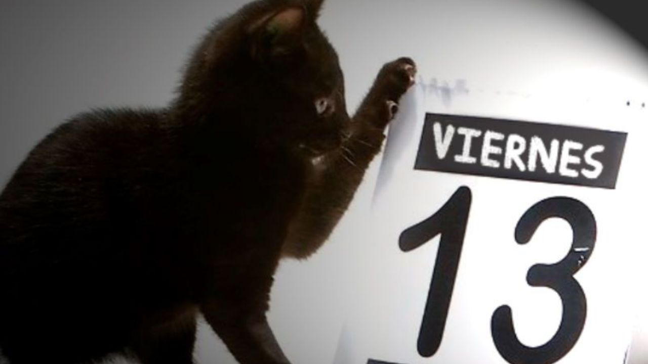 Gato negro con un calendario