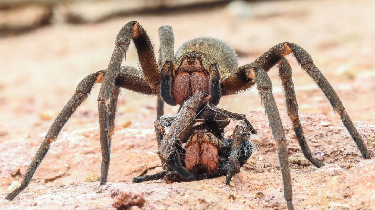 araña