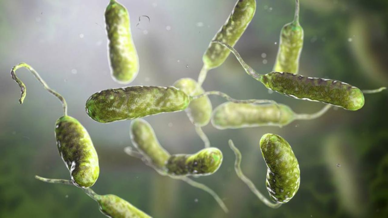 bacteria