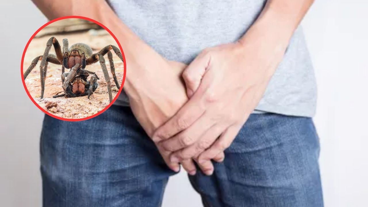 Imagen Principal de Nota: La araña errante brasileña que provoca erecciones de hasta 4 horas en los hombres