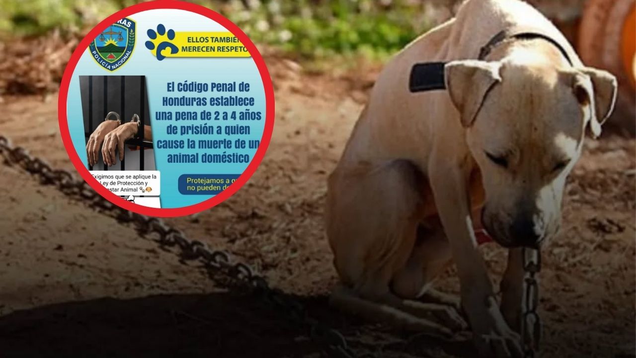 Conoce las infracciones graves según la Ley de Protección Animal en Honduras