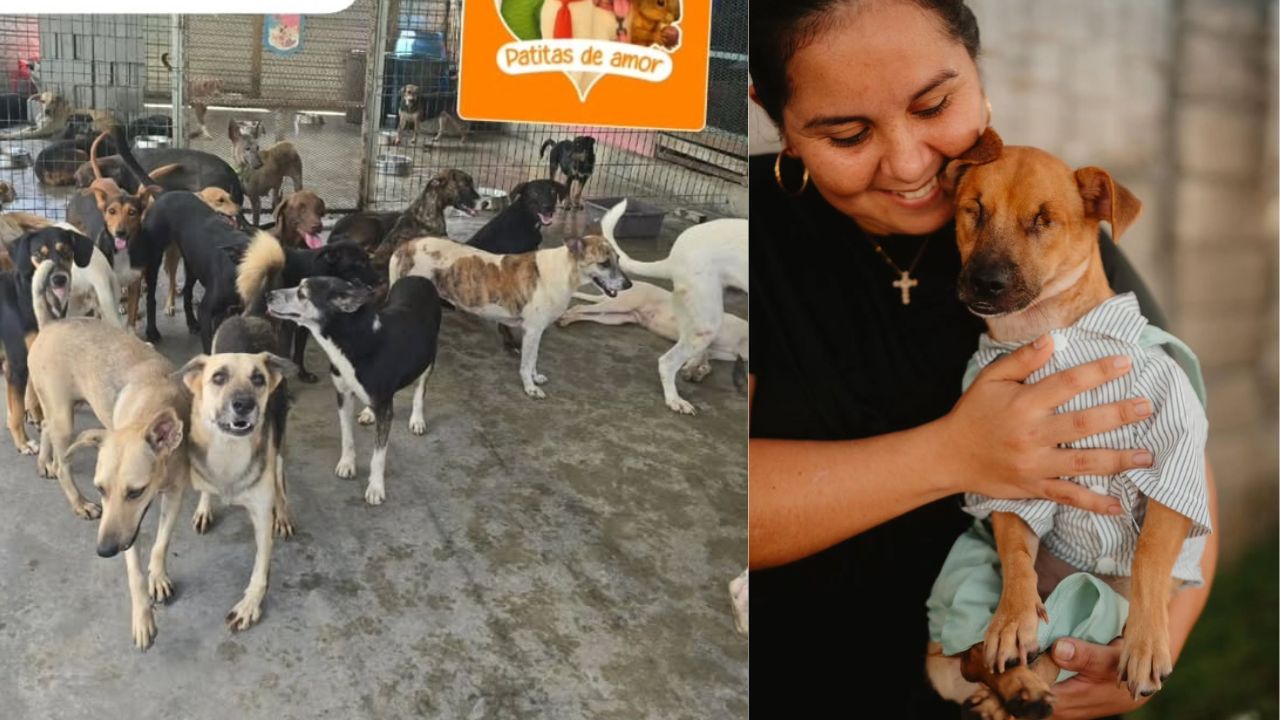 Refugio ‘Patitas de Amor’ en riesgo de cerrar: piden ayuda urgente para seguir salvando vidas