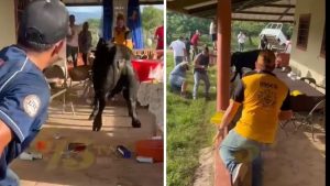Imagen de Toro irrumpe en fiesta de cumpleaños en Catacamas y causa furor