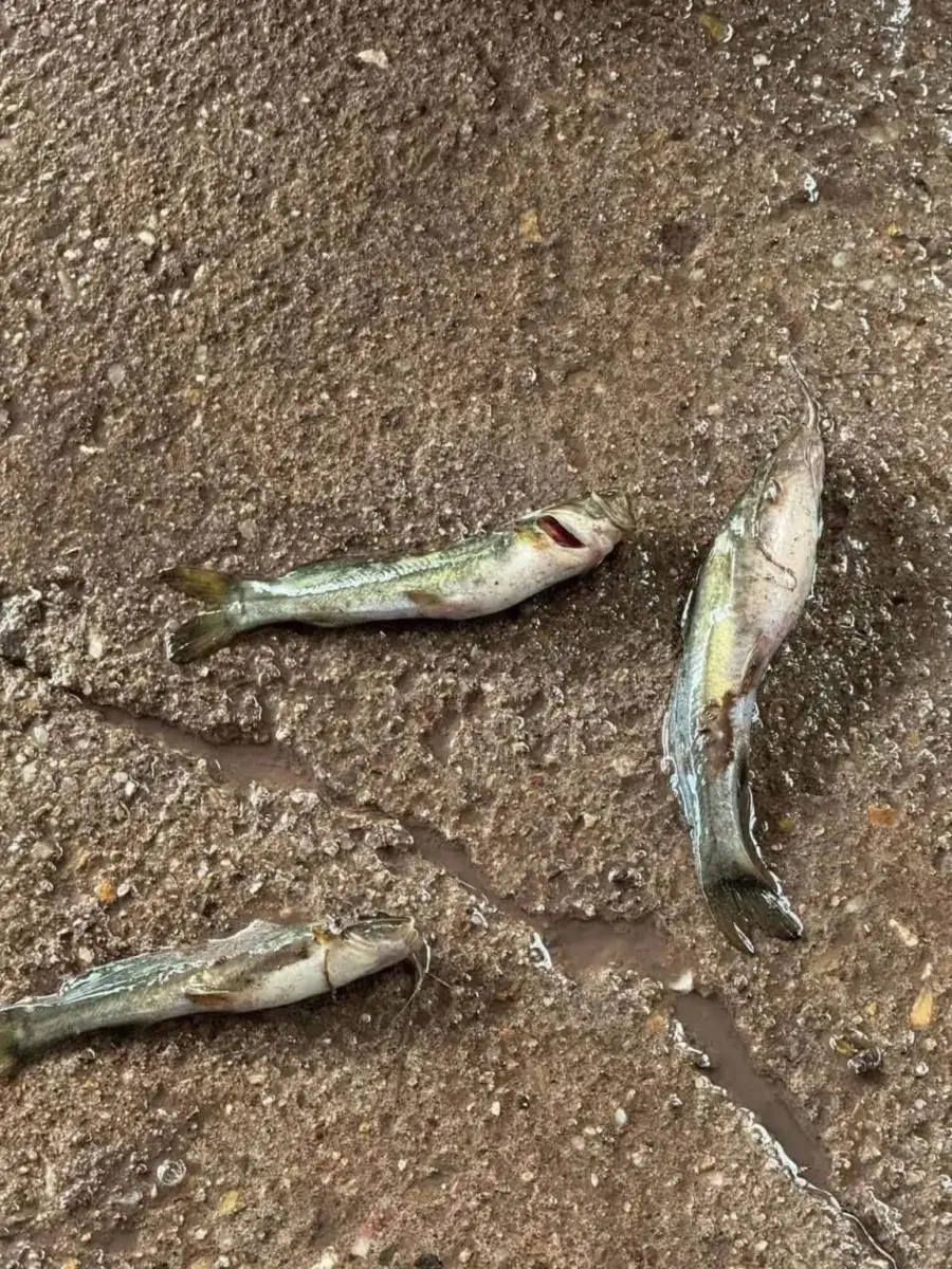 peces